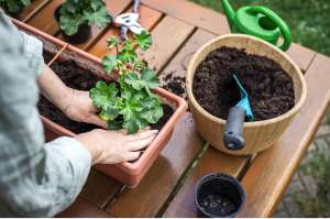Therapeutic Gardening: How Caring for Window Box Flowers Can Reduce Stress Therapeutic Gardening: How Caring for Window Box Flowers Can Reduce Stress